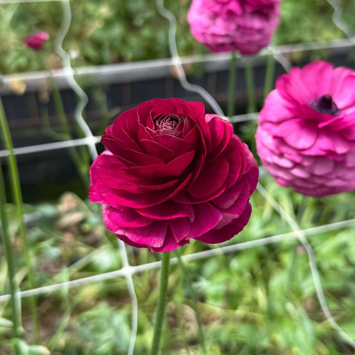 Renoncule 'Elegance® Viola'